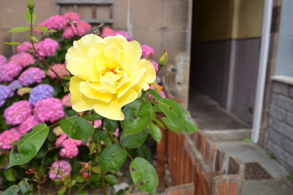 Pitt Street Apartment Beautiful Spacious Apartment Free Parking And Free Sanitizer 爱丁堡 外观 照片